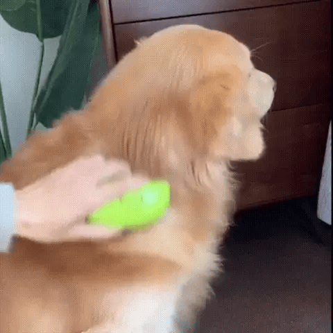 Cepillo Vapor Mascota